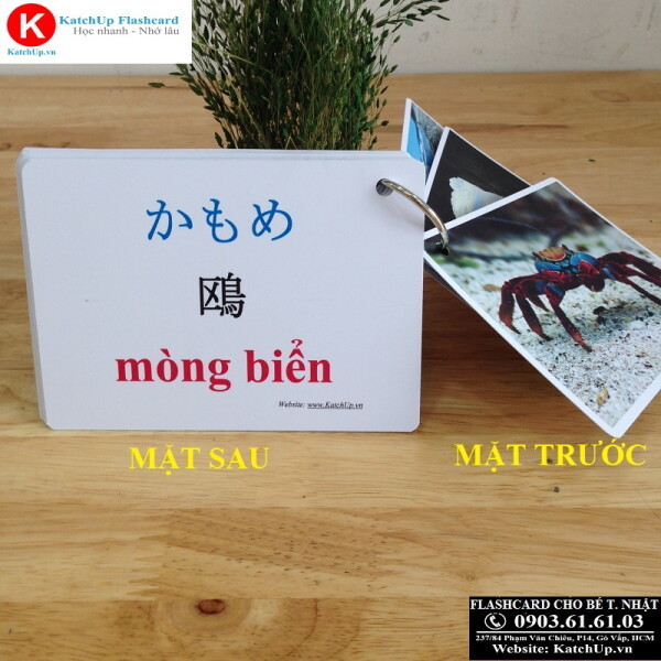 Flashcard tiếng Nhật cho bé KatchUp với Chủ đề Biển